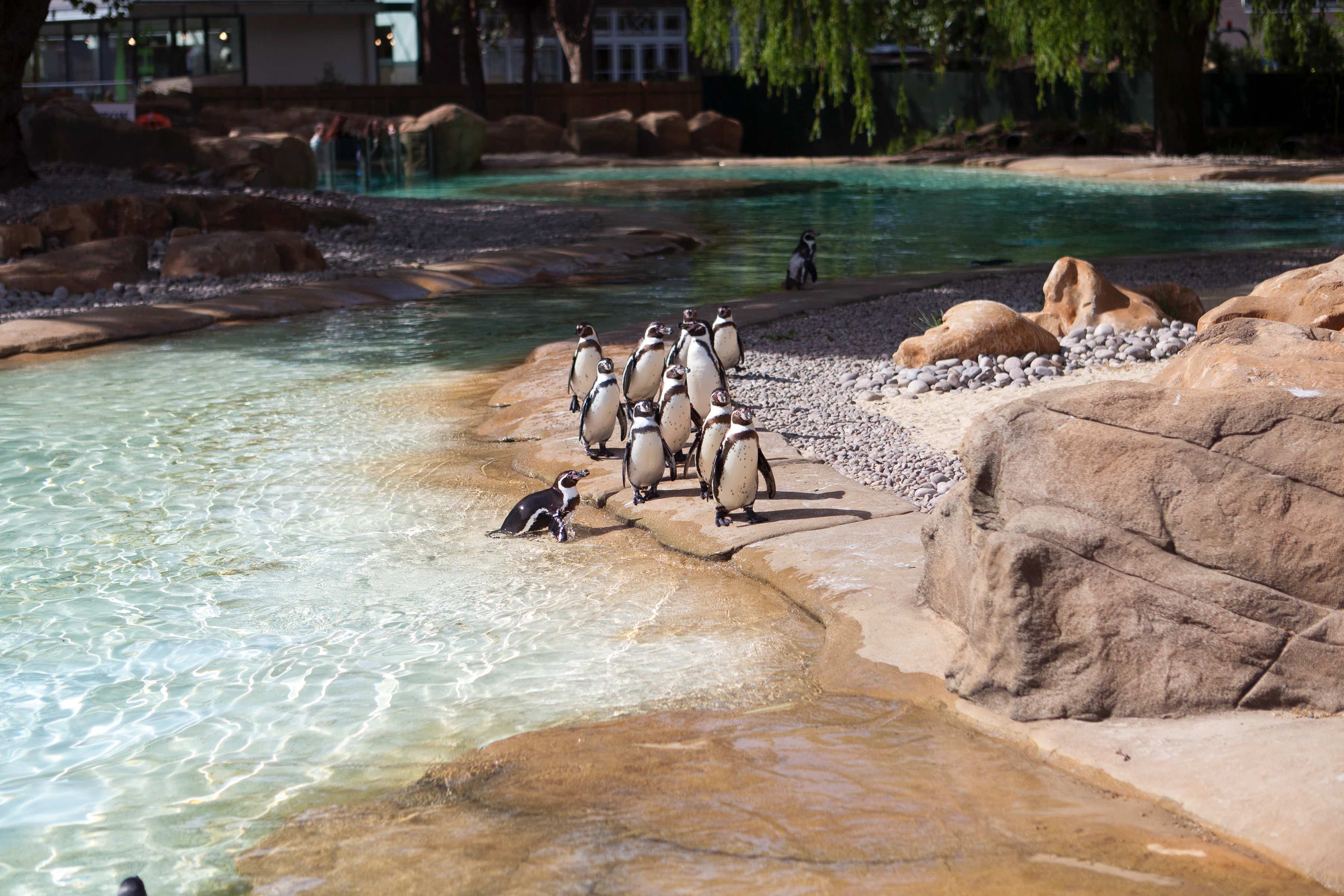 Penguin enclosure